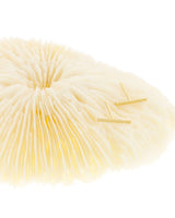 Two Bar Harbor Studs in 14k gold-filled metal displayed on a dried coral